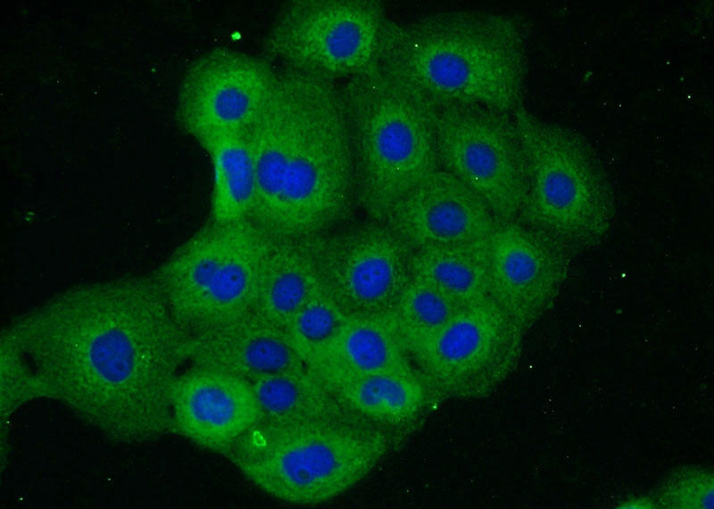 Immunofluorescent analysis of A431 cells using Catalog No:114921(RRAS2 Antibody) at dilution of 1:25 and Alexa Fluor 488-congugated AffiniPure Goat Anti-Rabbit IgG(H+L)