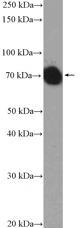 mouse liver tissue were subjected to SDS PAGE followed by western blot with Catalog No:111573(HSPA1L Antibody) at dilution of 1:1000