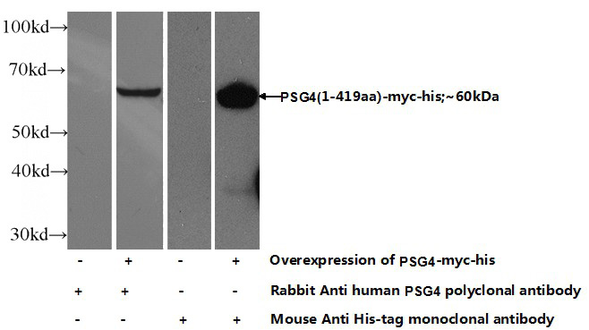 Transfected HEK-293 cells were subjected to SDS PAGE followed by western blot with Catalog No:114368(PSG4 Antibody) at dilution of 1:700