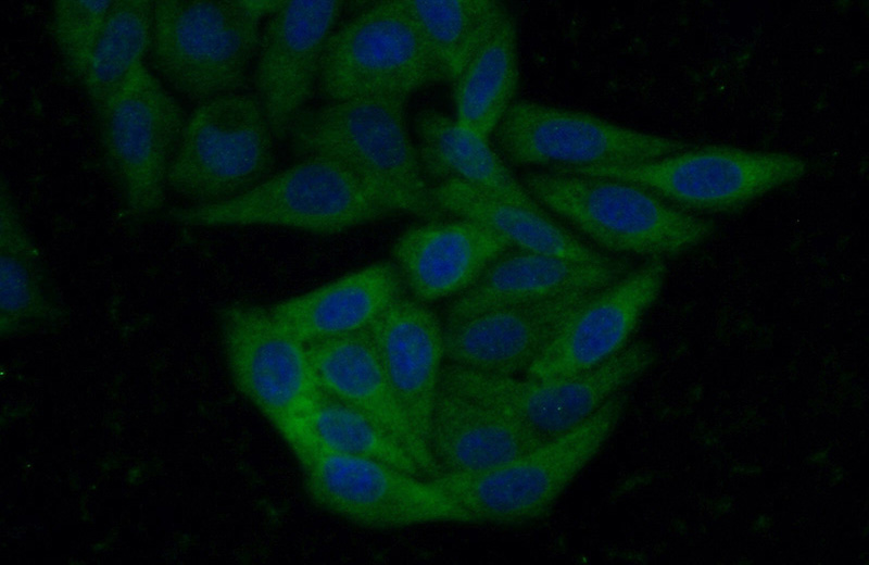 Immunofluorescent analysis of (-20oc Ethanol) fixed HepG2 cells using Catalog No:107680(ABCA2 Antibody) at dilution of 1:50 and Alexa Fluor 488-congugated AffiniPure Goat Anti-Rabbit IgG(H+L)