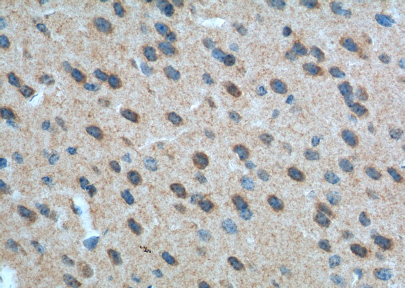 Immunohistochemistry of paraffin-embedded mouse brain tissue slide using Catalog No:112600(GRM1 Antibody) at dilution of 1:200 (under 40x lens). heat mediated antigen retrieved with Tris-EDTA buffer(pH9).
