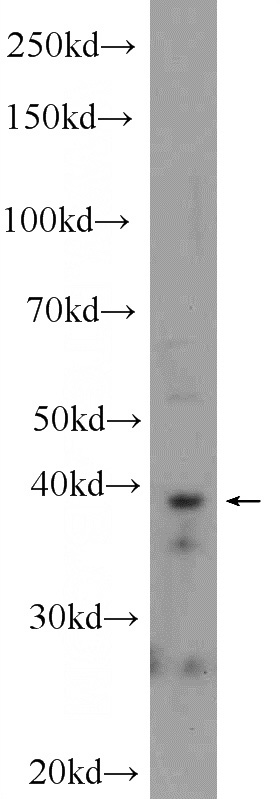 3T3-L1 cells were subjected to SDS PAGE followed by western blot with Catalog No:111783(IMPAD1 Antibody) at dilution of 1:300