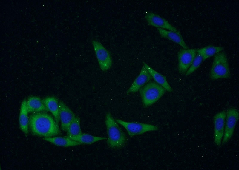 Immunofluorescent analysis of HepG2 cells using Catalog No:109169(CDKAL1 Antibody) at dilution of 1:50 and Alexa Fluor 488-congugated AffiniPure Goat Anti-Rabbit IgG(H+L)
