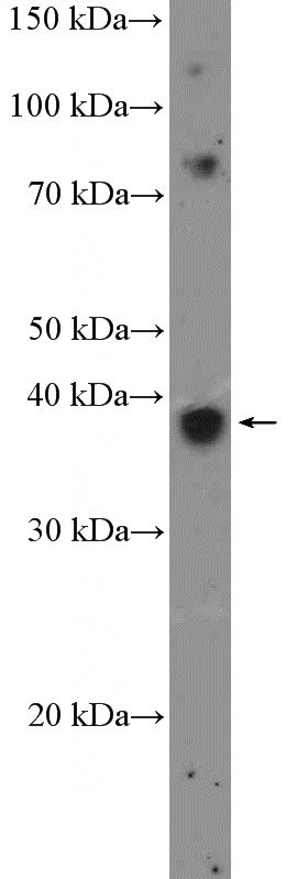 MCF-7 cells were subjected to SDS PAGE followed by western blot with Catalog No:116874(XRCC3 Antibody) at dilution of 1:600