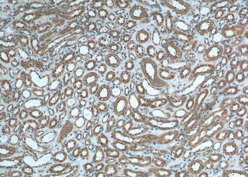 Immunohistochemistry of paraffin-embedded human kidney tissue slide using Catalog No:114055(PKD2 Antibody) at dilution of 1:200 (under 10x lens).