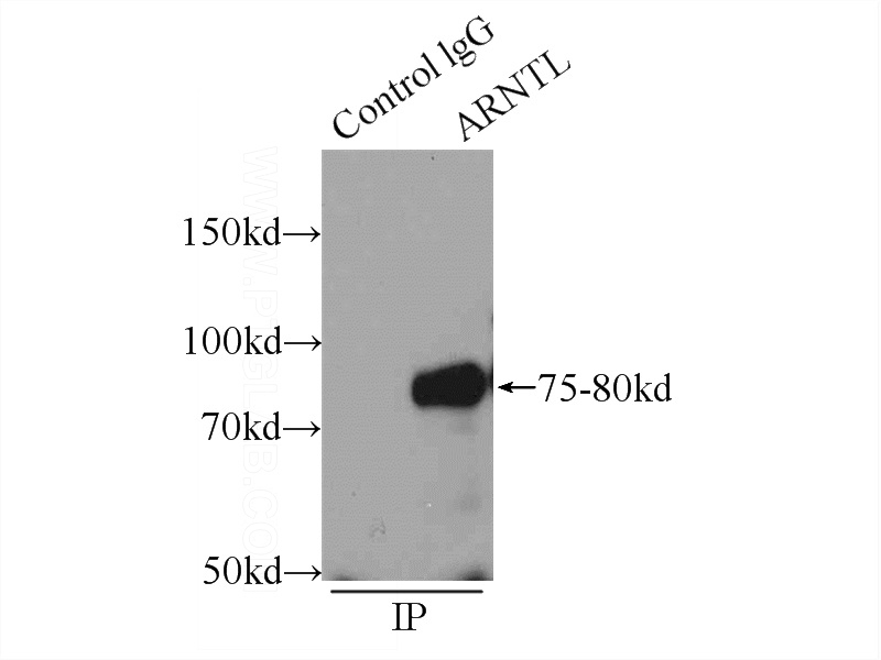 IP Result of anti-ARNTL (IP:Catalog No:108160, 4ug; Detection:Catalog No:108160 1:300) with HeLa cells lysate 1600ug.