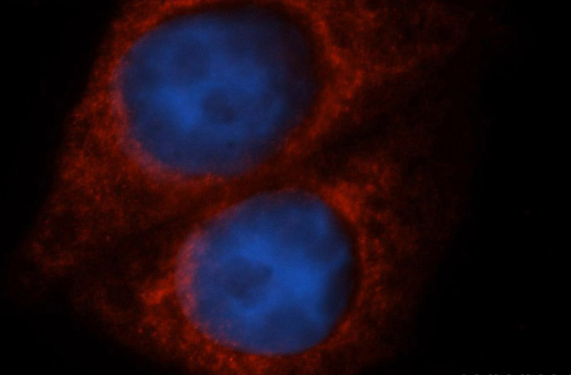 Immunofluorescent analysis of HepG2 cells, using MAP3K7IP2 antibody Catalog No:115965 at 1:50 dilution and Rhodamine-labeled goat anti-rabbit IgG (red). Blue pseudocolor = DAPI (fluorescent DNA dye).