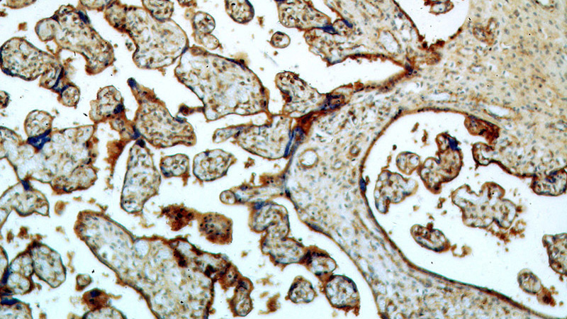 Immunohistochemical of paraffin-embedded human placenta using Catalog No:108993(CCDC94 antibody) at dilution of 1:50 (under 10x lens)