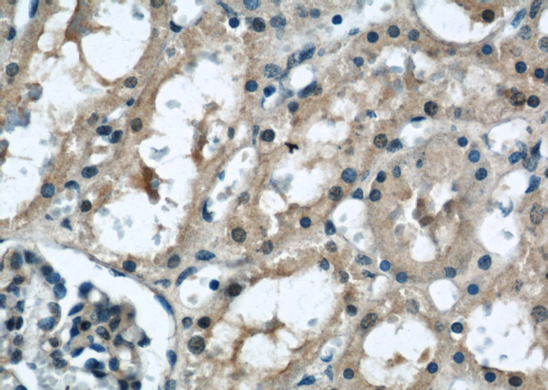 Immunohistochemical of paraffin-embedded human kidney using Catalog No:115859(TAX1BP3 antibody) at dilution of 1:50 (under 40x lens)