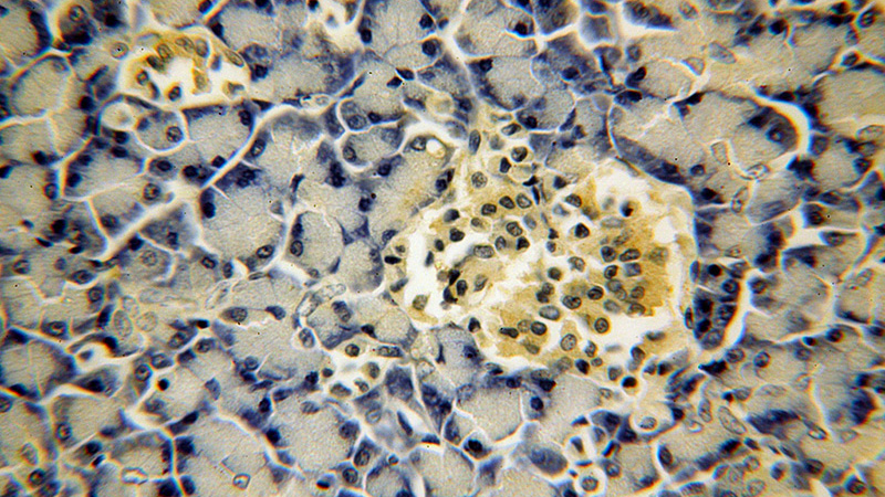 Immunohistochemical of paraffin-embedded human pancreas using Catalog No:112442(MAPKBP1 antibody) at dilution of 1:100 (under 40x lens)