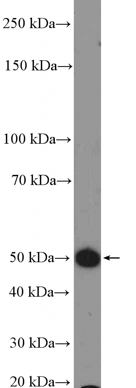 mouse brain tissue were subjected to SDS PAGE followed by western blot with Catalog No:111070(QRFPR Antibody) at dilution of 1:600