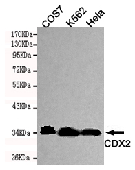 Western blot detection of CDX2 in Hela,COS7 and K562 cell lysates using CDX2 mouse mAb (1:1000 diluted).Predicted band size:34KDa.Observed band size:34KDa.