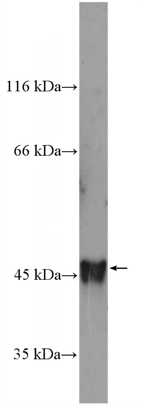H7ES cells were subjected to SDS PAGE followed by western blot with Catalog No:113318(ocT4 Antibody) at dilution of 1:1000