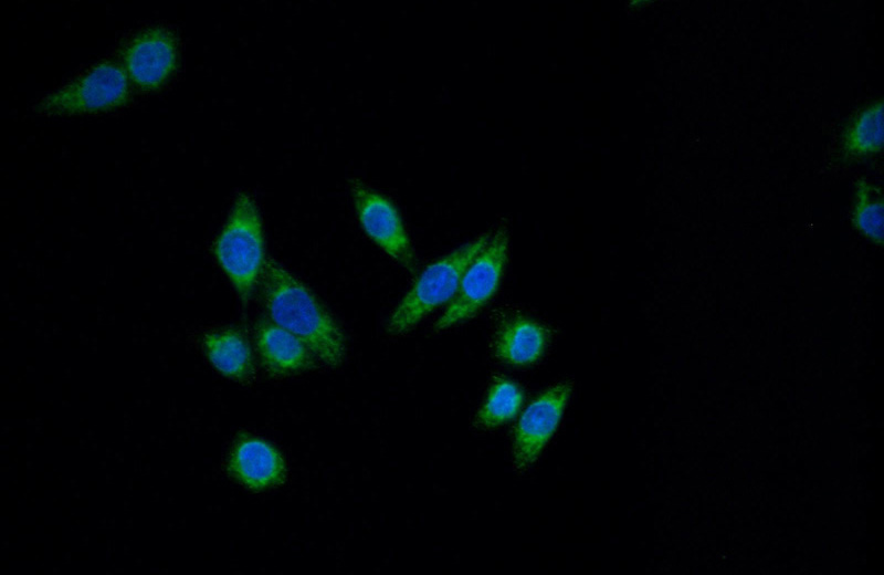Immunofluorescent analysis of HeLa cells using Catalog No:109252(CENPF Antibody) at dilution of 1:50 and Alexa Fluor 488-congugated AffiniPure Goat Anti-Rabbit IgG(H+L)