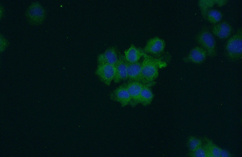 Immunofluorescent analysis of (10% Formaldehyde) fixed PC-12 cells using Catalog No:115097(SCG5 Antibody) at dilution of 1:50 and Alexa Fluor 488-congugated AffiniPure Goat Anti-Rabbit IgG(H+L)