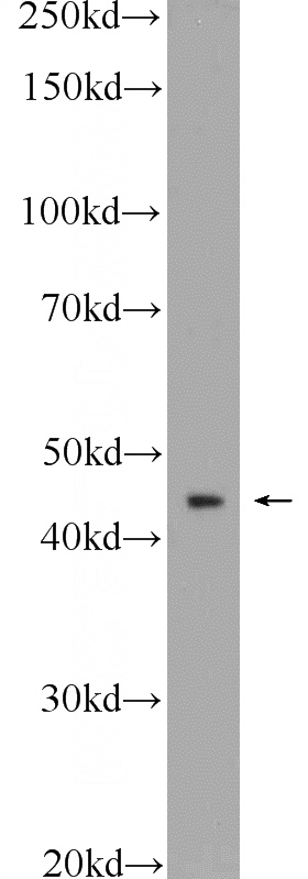 HepG2 cells were subjected to SDS PAGE followed by western blot with Catalog No:111528(HOXA2 Antibody) at dilution of 1:600