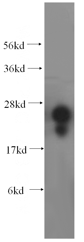 HepG2 cells were subjected to SDS PAGE followed by western blot with Catalog No:112517(METTL11A antibody) at dilution of 1:800