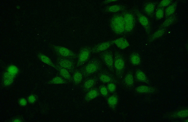 Immunofluorescent analysis of HeLa cells using Catalog No:116964(ZNF24 Antibody) at dilution of 1:50 and Alexa Fluor 488-congugated AffiniPure Goat Anti-Rabbit IgG(H+L)