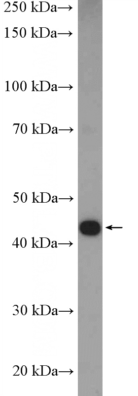 mouse brain tissue were subjected to SDS PAGE followed by western blot with Catalog No:116256(TOR1A Antibody) at dilution of 1:1000