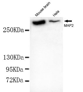 Western blot detection of MAP2(N-terminus) in Mouse Brain tissue and Hela cell lysates using MAP2(N-terminus) mouse mAb (1:1000 diluted).Predicted band size: 202KDa.Observed band size: 300KDa.