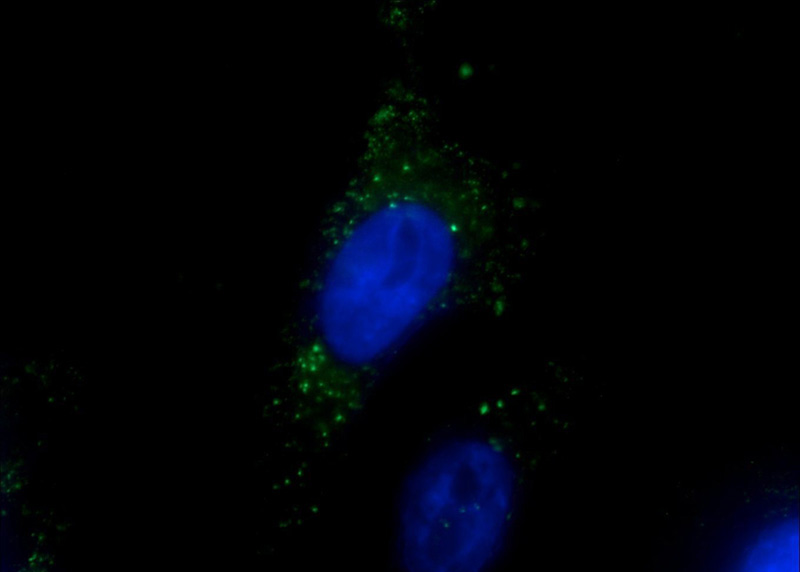Immunofluorescent analysis of HeLa cells using (EEA1 Antibody) at dilution of 1:50 and Alexa Fluor 488-congugated AffiniPure Goat Anti-Mouse IgG(H+L)