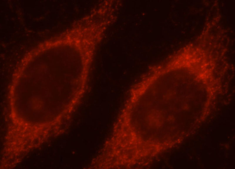 Immunofluorescent analysis of Hela cells, using TOMM70A antibody Catalog No:116239 at 1:25 dilution and Rhodamine-labeled goat anti-rabbit IgG (red).