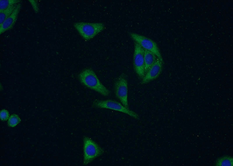 Immunofluorescent analysis of HepG2 cells using Catalog No:117211(BOLA1 Antibody) at dilution of 1:50 and Alexa Fluor 488-congugated AffiniPure Goat Anti-Rabbit IgG(H+L)