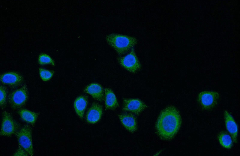 Immunofluorescent analysis of HeLa cells using Catalog No:115746(SURF1 Antibody) at dilution of 1:50 and Alexa Fluor 488-congugated AffiniPure Goat Anti-Rabbit IgG(H+L)