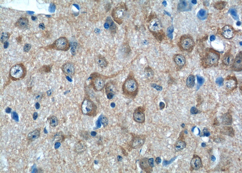 Immunohistochemistry of paraffin-embedded mouse brain tissue slide using Catalog No:112236(LIN7A Antibody) at dilution of 1:50 (under 40x lens)