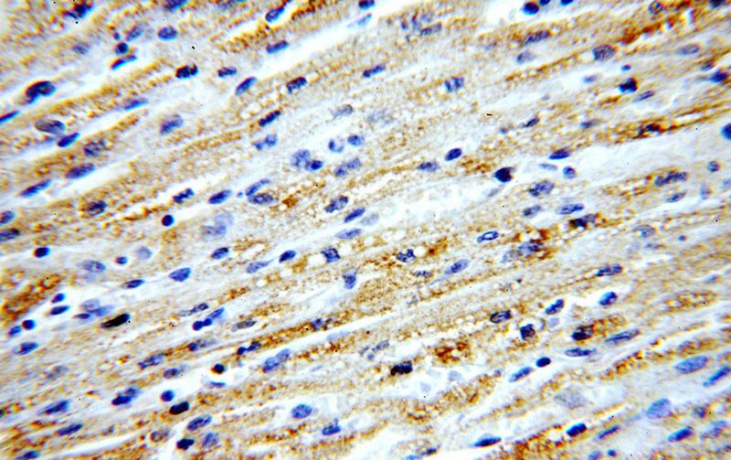 Immunohistochemical of paraffin-embedded human heart using Catalog No:110924(MSTN antibody) at dilution of 1:50 (under 40x lens)