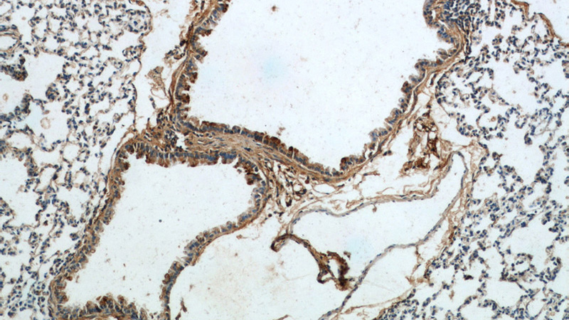 Immunohistochemistry of paraffin-embedded mouse lung tissue slide using Catalog No:114015(PLUNC Antibody) at dilution of 1:100 (under 10x lens).