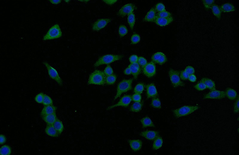 Immunofluorescent analysis of BxPC-3 cells using Catalog No:111143(GPS2 Antibody) at dilution of 1:25 and Alexa Fluor 488-congugated AffiniPure Goat Anti-Rabbit IgG(H+L)