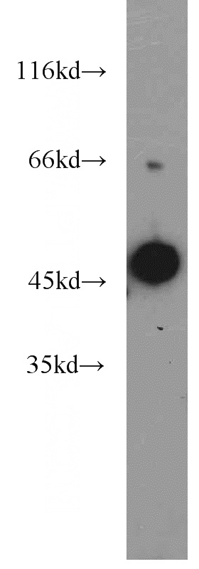 mouse testis tissue were subjected to SDS PAGE followed by western blot with Catalog No:107708(ACTL7A antibody) at dilution of 1:800