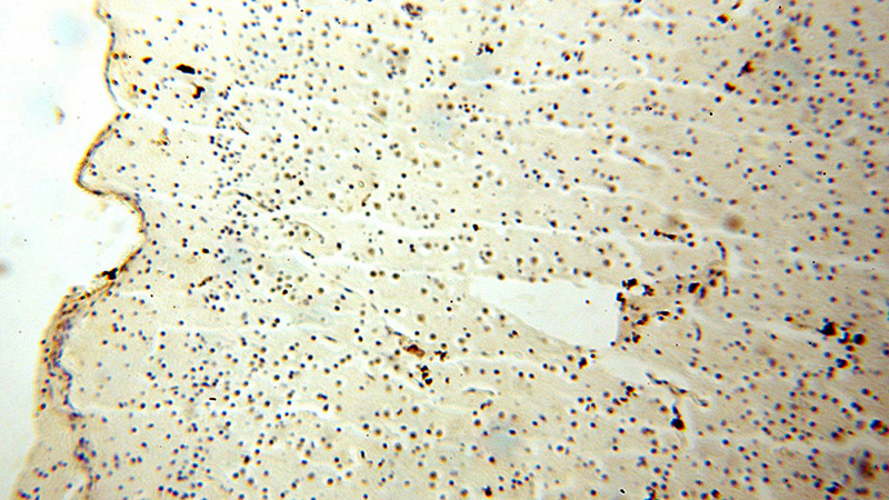 Immunohistochemical of paraffin-embedded human brain using Catalog No:107846(AHR antibody) at dilution of 1:100 (under 10x lens)