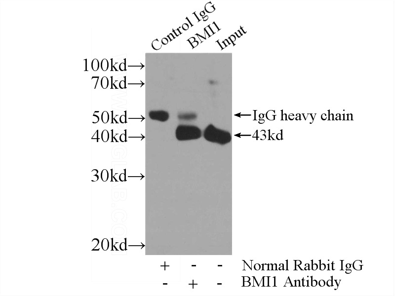 IP Result of anti-BMI1 (IP:Catalog No:117193, 4ug; Detection:Catalog No:117193 1:500) with U-937 cells lysate 4000ug.