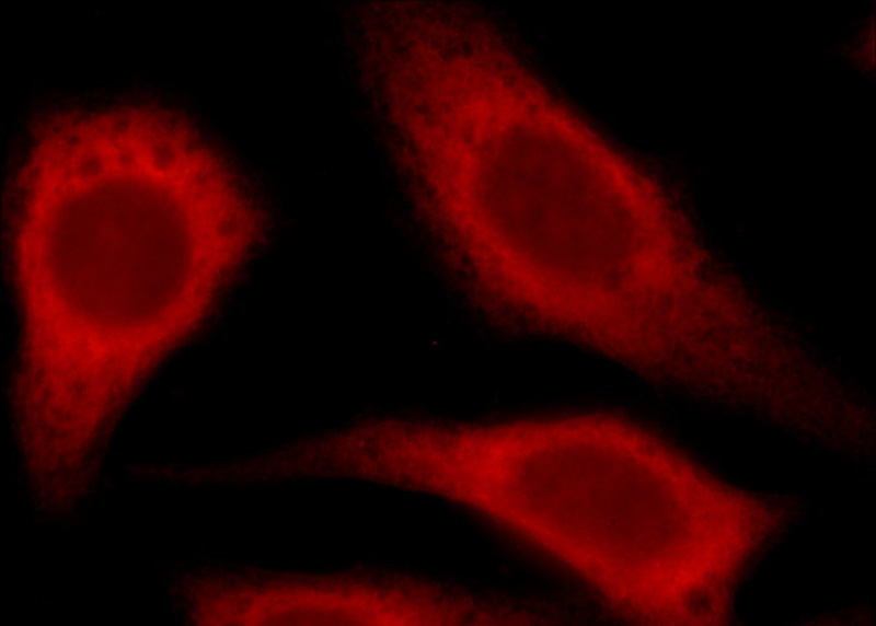 Immunofluorescent analysis of HepG2 cells, using GRIP1 antibody Catalog No:111209 at 1:50 dilution and Rhodamine-labeled goat anti-rabbit IgG (red).