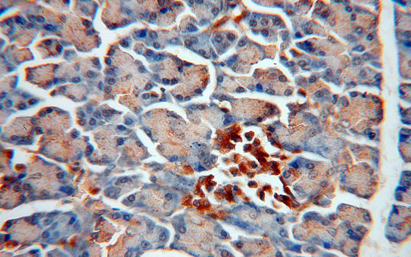 Immunohistochemical of paraffin-embedded human pancreas using Catalog No:110370(ERO1LB antibody) at dilution of 1:100 (under 40x lens)