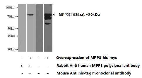 Transfected HEK-293 cells were subjected to SDS PAGE followed by western blot with Catalog No:112748(MPP3 Antibody) at dilution of 1:1000