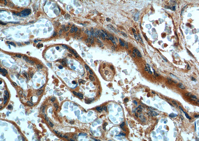 Immunohistochemistry of paraffin-embedded human placenta tissue slide using Catalog No:110794(FURIN Antibody) at dilution of 1:200 (under 40x lens).