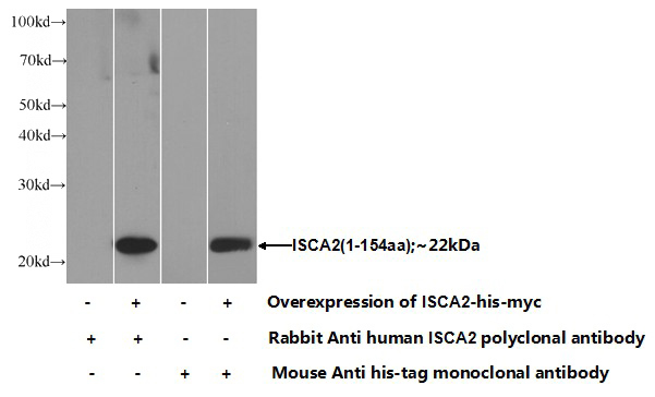 Transfected HEK-293 cells were subjected to SDS PAGE followed by western blot with Catalog No:111935(ISCA2 Antibody) at dilution of 1:1000