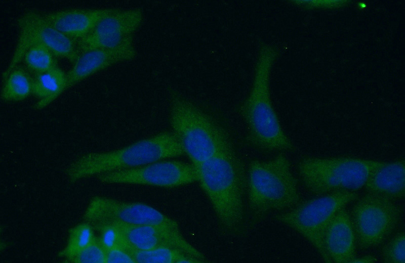 Immunofluorescent analysis of (-20oc Ethanol) fixed HeLa cells using Catalog No:114167(PRAS40 Antibody) at dilution of 1:50 and Alexa Fluor 488-congugated AffiniPure Goat Anti-Rabbit IgG(H+L)