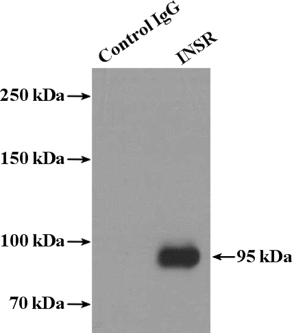 IP Result of anti-INSR (IP:Catalog No:111851, 4ug; Detection:Catalog No:111851 1:500) with HeLa cells lysate 1600ug.