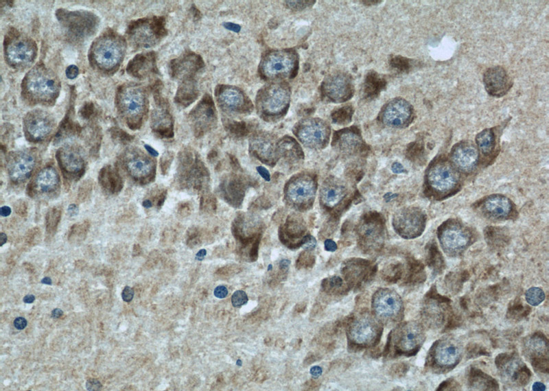 Immunohistochemistry of paraffin-embedded rat brain slide using Catalog No:114297(PSD95-Specific,DLG4 Antibody) at dilution of 1:25