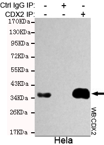 Immunoprecipitation analysis of Hela cell lysate using CDX2 mouse mAb.