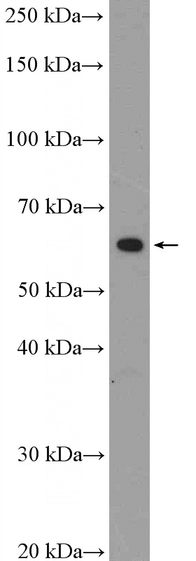 HEK-293 cells were subjected to SDS PAGE followed by western blot with Catalog No:110789(FUBP3 Antibody) at dilution of 1:600