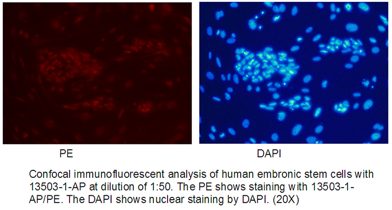 Confocal immunofluorescent analysis of human embronic stem cells with Catalog No:114620 at dilution of 1:50. The PE shows staining with Catalog No:114620/PE. The DAPI shows nuclear staining by DAPI. (20X)