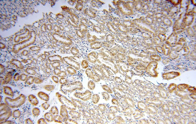Immunohistochemical of paraffin-embedded human kidney using Catalog No:112281(LMF2 antibody) at dilution of 1:100 (under 10x lens)