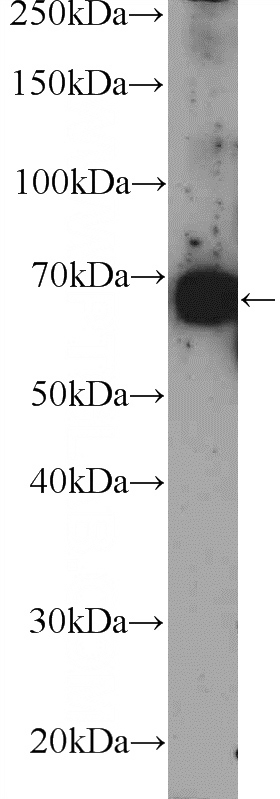 HEK-293 cells were subjected to SDS PAGE followed by western blot with Catalog No:113853(PRKCZ Antibody) at dilution of 1:300