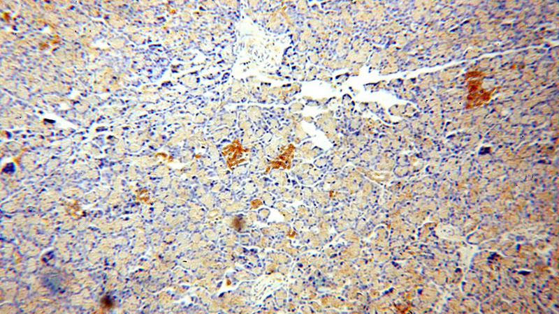 Immunohistochemical of paraffin-embedded human pancreas using Catalog No:108305(ATP6V1A antibody) at dilution of 1:100 (under 10x lens)