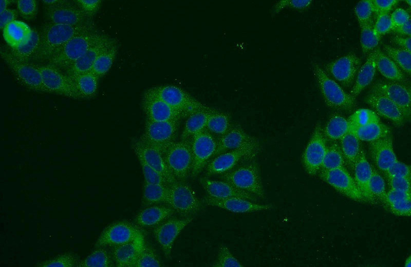 Immunofluorescent analysis of HepG2 cells using Catalog No:115694(STAT5B Antibody) at dilution of 1:25 and Alexa Fluor 488-congugated AffiniPure Goat Anti-Rabbit IgG(H+L)